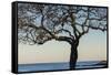 USA, Massachusetts, Cape Ann, Rockport, tree over Front Beach at dusk-Walter Bibikow-Framed Stretched Canvas