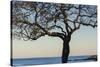 USA, Massachusetts, Cape Ann, Rockport, tree over Front Beach at dusk-Walter Bibikow-Stretched Canvas