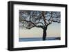 USA, Massachusetts, Cape Ann, Rockport, tree over Front Beach at dusk-Walter Bibikow-Framed Photographic Print