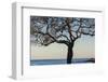 USA, Massachusetts, Cape Ann, Rockport, tree over Front Beach at dusk-Walter Bibikow-Framed Photographic Print