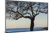 USA, Massachusetts, Cape Ann, Rockport, tree over Front Beach at dusk-Walter Bibikow-Mounted Photographic Print