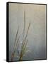 USA, Massachusetts, Cape Cod, Dew-covered reeds at sunrise, texture overlay,-Ann Collins-Framed Stretched Canvas