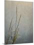 USA, Massachusetts, Cape Cod, Dew-covered reeds at sunrise, texture overlay,-Ann Collins-Mounted Premium Photographic Print