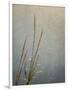 USA, Massachusetts, Cape Cod, Dew-covered reeds at sunrise, texture overlay,-Ann Collins-Framed Photographic Print