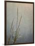 USA, Massachusetts, Cape Cod, Dew-covered reeds at sunrise, texture overlay,-Ann Collins-Framed Photographic Print