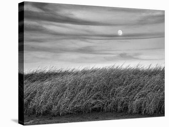 USA, Massachusetts, Cape Cod, Full moon rising at First Encounter Beach-Ann Collins-Stretched Canvas