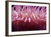 USA, Massachusetts. Close up of anemone tentacles, Boston aquarium.-Anna Miller-Framed Photographic Print