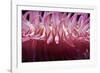 USA, Massachusetts. Close up of anemone tentacles, Boston aquarium.-Anna Miller-Framed Photographic Print