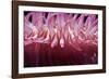 USA, Massachusetts. Close up of anemone tentacles, Boston aquarium.-Anna Miller-Framed Photographic Print