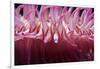 USA, Massachusetts. Close up of anemone tentacles, Boston aquarium.-Anna Miller-Framed Photographic Print