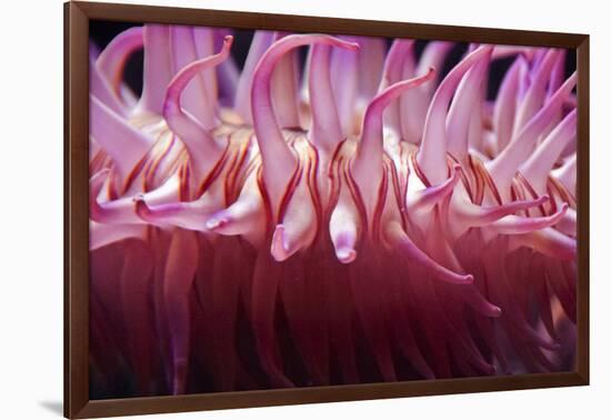 USA, Massachusetts. Close up of anemone tentacles, Boston aquarium.-Anna Miller-Framed Photographic Print