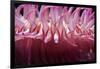 USA, Massachusetts. Close up of anemone tentacles, Boston aquarium.-Anna Miller-Framed Photographic Print