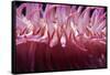 USA, Massachusetts. Close up of anemone tentacles, Boston aquarium.-Anna Miller-Framed Stretched Canvas