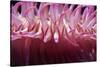 USA, Massachusetts. Close up of anemone tentacles, Boston aquarium.-Anna Miller-Stretched Canvas