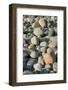 USA, Massachusetts, Gosnold. Rocky shoreline of Cuttyhunk island.-Cindy Miller Hopkins-Framed Photographic Print