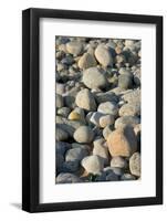 USA, Massachusetts, Gosnold. Rocky shoreline of Cuttyhunk island.-Cindy Miller Hopkins-Framed Photographic Print