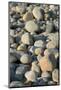 USA, Massachusetts, Gosnold. Rocky shoreline of Cuttyhunk island.-Cindy Miller Hopkins-Mounted Photographic Print