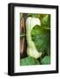 USA, Massachusetts. Northampton, day of Hurricane Irene-Alison Jones-Framed Photographic Print