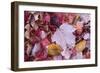 USA, Michigan. Autumn leaves on the forest floor in the Keweenaw Peninsula.-Brenda Tharp-Framed Photographic Print