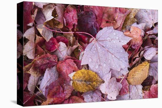 USA, Michigan. Autumn leaves on the forest floor in the Keweenaw Peninsula.-Brenda Tharp-Stretched Canvas