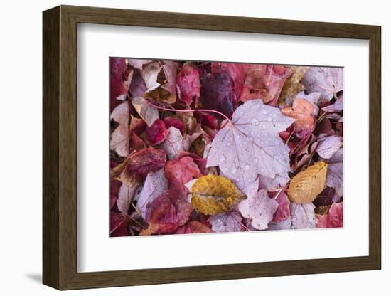 USA, Michigan. Autumn leaves on the forest floor in the Keweenaw Peninsula.-Brenda Tharp-Framed Photographic Print