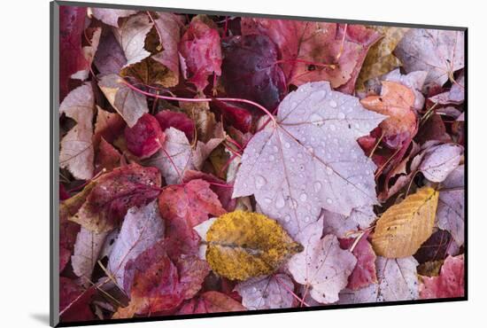 USA, Michigan. Autumn leaves on the forest floor in the Keweenaw Peninsula.-Brenda Tharp-Mounted Photographic Print