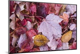 USA, Michigan. Autumn leaves on the forest floor in the Keweenaw Peninsula.-Brenda Tharp-Mounted Photographic Print