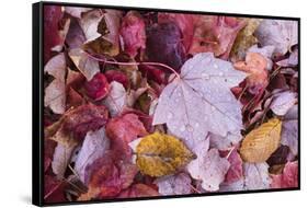 USA, Michigan. Autumn leaves on the forest floor in the Keweenaw Peninsula.-Brenda Tharp-Framed Stretched Canvas