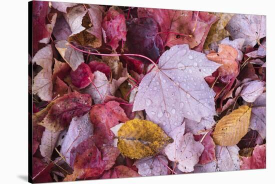 USA, Michigan. Autumn leaves on the forest floor in the Keweenaw Peninsula.-Brenda Tharp-Stretched Canvas