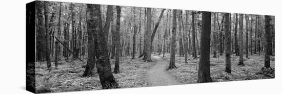 Usa, Michigan, Black River National Forest, Walkway Running Through a Forest-null-Stretched Canvas