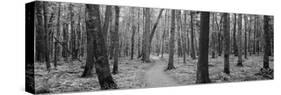 Usa, Michigan, Black River National Forest, Walkway Running Through a Forest-null-Stretched Canvas