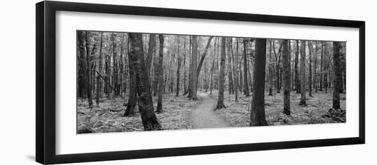 Usa, Michigan, Black River National Forest, Walkway Running Through a Forest-null-Framed Premium Photographic Print