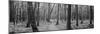 Usa, Michigan, Black River National Forest, Walkway Running Through a Forest-null-Mounted Premium Photographic Print