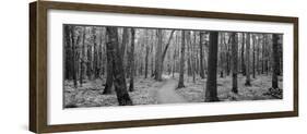 Usa, Michigan, Black River National Forest, Walkway Running Through a Forest-null-Framed Photographic Print