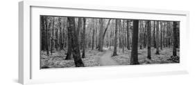 Usa, Michigan, Black River National Forest, Walkway Running Through a Forest-null-Framed Photographic Print