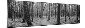 Usa, Michigan, Black River National Forest, Walkway Running Through a Forest-null-Mounted Photographic Print
