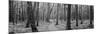 Usa, Michigan, Black River National Forest, Walkway Running Through a Forest-null-Mounted Photographic Print