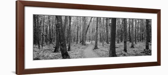 Usa, Michigan, Black River National Forest, Walkway Running Through a Forest-null-Framed Photographic Print