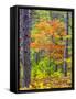 USA, Michigan. Fall color in the hardwood forest of the Upper Peninsula-Terry Eggers-Framed Stretched Canvas