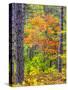 USA, Michigan. Fall color in the hardwood forest of the Upper Peninsula-Terry Eggers-Stretched Canvas