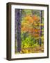 USA, Michigan. Fall color in the hardwood forest of the Upper Peninsula-Terry Eggers-Framed Photographic Print