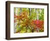 USA, Michigan. Fall color in the hardwood forest of the Upper Peninsula-Terry Eggers-Framed Photographic Print