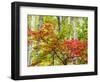 USA, Michigan. Fall color in the hardwood forest of the Upper Peninsula-Terry Eggers-Framed Photographic Print