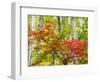 USA, Michigan. Fall color in the hardwood forest of the Upper Peninsula-Terry Eggers-Framed Photographic Print