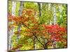 USA, Michigan. Fall color in the hardwood forest of the Upper Peninsula-Terry Eggers-Mounted Photographic Print