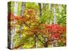 USA, Michigan. Fall color in the hardwood forest of the Upper Peninsula-Terry Eggers-Stretched Canvas