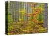 USA, Michigan. Fall color in the hardwood forest of the Upper Peninsula-Terry Eggers-Stretched Canvas