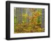 USA, Michigan. Fall color in the hardwood forest of the Upper Peninsula-Terry Eggers-Framed Photographic Print