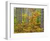 USA, Michigan. Fall color in the hardwood forest of the Upper Peninsula-Terry Eggers-Framed Photographic Print