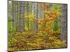 USA, Michigan. Fall color in the hardwood forest of the Upper Peninsula-Terry Eggers-Mounted Photographic Print